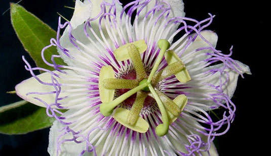 Passiflora foetida